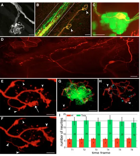Fig. 1. Central and peripheral projections of lateralis afferentneurons.neuron in a GFP-positive posterior ganglion of an HGn39D transgenicfish