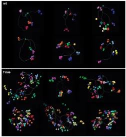 Fig. 3. Four-dimensional representations of a single labeledafferent neuron. Four-dimensional representations of single labeledafferent neuron in six wild-type (above) and tmie mutant (below) fish.The terminal point of each neuron has been plotted with a d