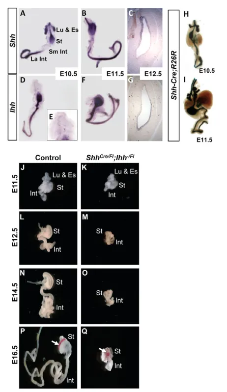 Fig. 1. Removal of Shh and Ihh activities in the developingmouse gut. embryos. Wholemount images of the isolated digestive tract, includingstomach and intestine, at E11.5, E12.5, E14.5 and E16.5