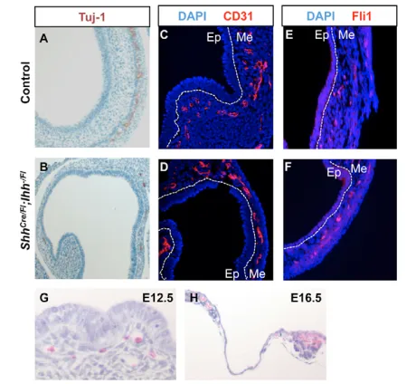 Fig. 4. Mesenchymal differentiation of Shhimmunostaining in control and blood vessels are present in the mesenchyme of ShhCD31 immunostaining at E12.5