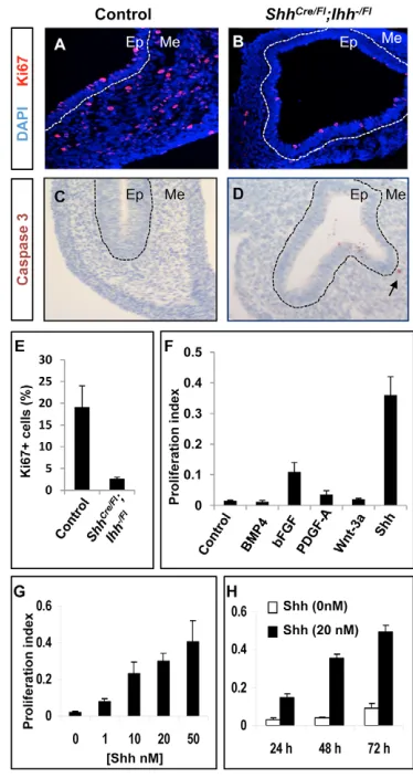 Fig. 5. Hh ligands promote proliferation of fetal GI mesenchymalcells.isolated from wild-type E12.5 embryos and cultured in the presence ofincreasing concentrations (G) of recombinant N-Shh for 3 days, or fordifferent periods in 20 mM N-Shh (H)