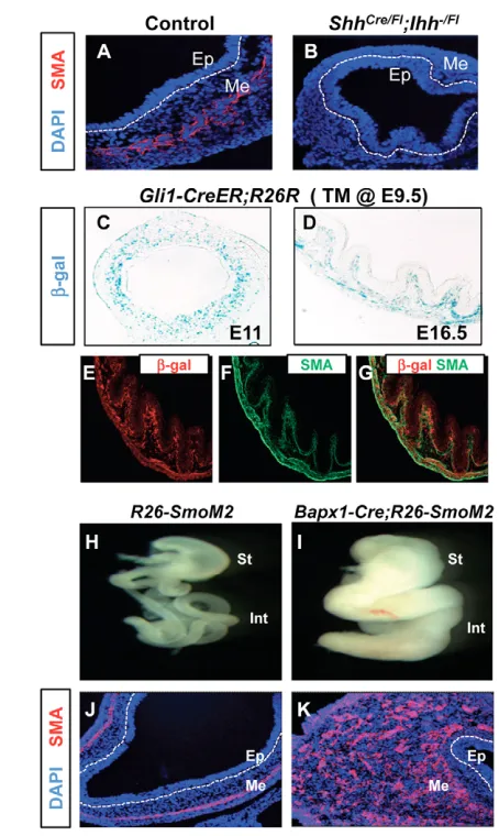 Fig. 6. Hh pathway activation and smooth muscle developmentin GI mesenchyme. expression in actin (SMA) expression in embryonic gut at E14.5