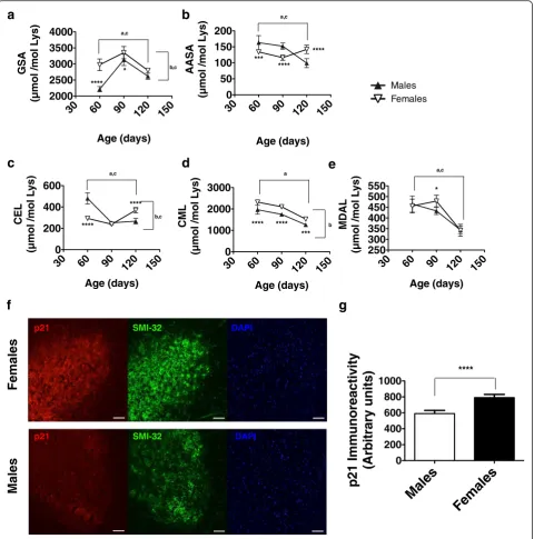 Fig. 3 Gender influences protein oxidative modification and p21 expresssion lumbar spinal cords in G93A mice.cord slices from G93A mice showing increased p21 levels in females compared with males, as quantified inoxidative markers AASA (( Graph shows value