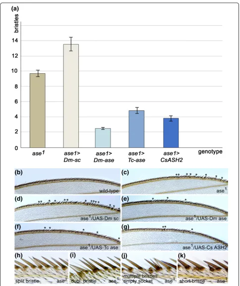 Figure 3 C. salei CsASH2ase/Tc-aseshowing the extent to whichx-axis. Error bars indicate the standard error of the mean (see Additional file 1 for details).the anterior wing margin are shown for the genotypes indicated (genotypes as in (A))