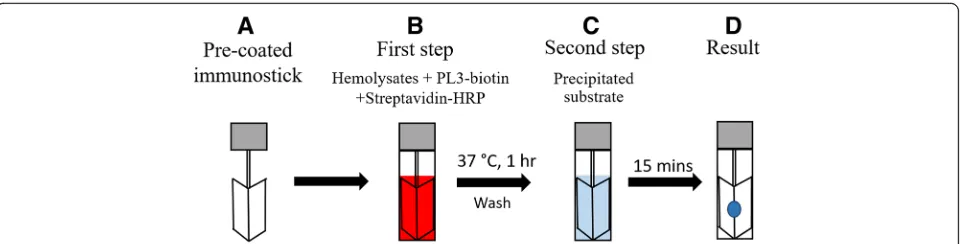 Fig. 2 Diagram of simple immunostick test for the screening of SEA type deletion α-thalassemia 1