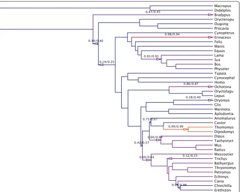 Figure 1 Bayesian inference of random local clocks on mammalian data. Most probable evolutionary tree relating three nuclear genes from42 mammals [32]