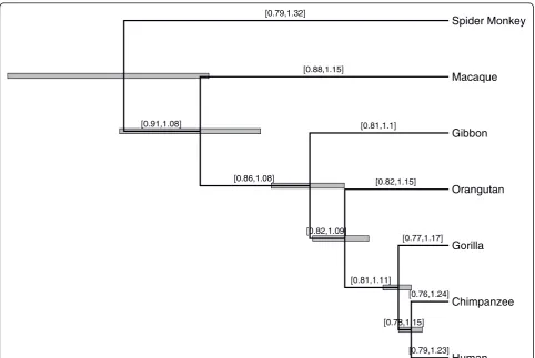Figure 3 Inferred mtDNA rates for primate phylogenyRecorded for all branches are their relative rate parameterGray boxed regions depict 95% Bayesian credible intervals (BCIs) for relative divergence times (that is, in units of expected substitutions per si