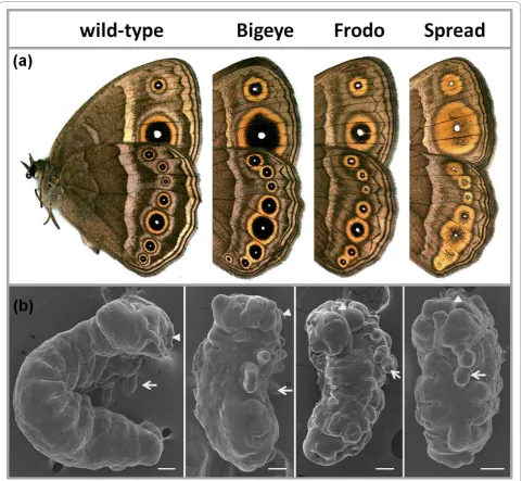 Figure 1 Mutants with altered eyespots and disturbed embryogenesis. (a) Representative images of the ventral surface of wings of WT andmutant B