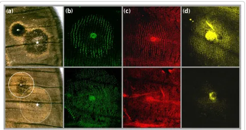 Figure 4 Ectopic eyespots and expression of eyespot patterning genes. Eyespots of WT (top) and Spr individuals (bottom) differ in colourscheme in adults, and in gene expression patterns in developing pupal wings