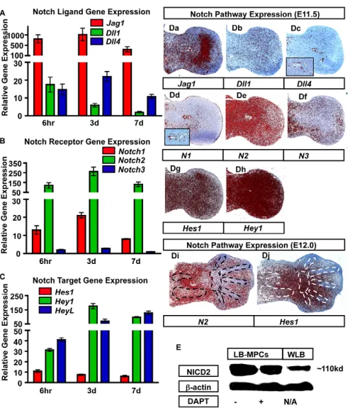 Fig. 1. Notch pathway component expression during MPCdifferentiation and chondrogenesis both in vitro and in vivo.bud-derived MPCs (LB-MPCs) cultured in the presence and absence ofDAPT or from whole limb-bud (WLB)