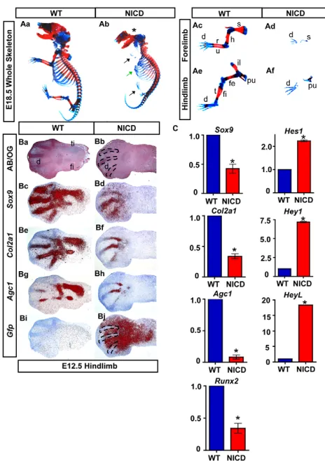 Fig. 4. Sustained activation of Notch signaling suppresses MPCdifferentiation during skeletal development.d, digits; fe, femur; fi, fibula; h, humerus; il, illium; pu, pubic; r, radius;NICD expression/activity in WT (Bi) and NICD (Bj) sections