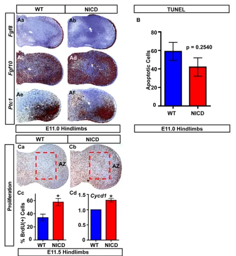 Fig. 5. Sustained activation of Notch signaling in the limbmesenchyme does not significantly affect limb patterning oranalyses of MPC apoptosis for WT and NICD sections at E11.0.(MPC proliferation (Cc) for WT (Ca) and NICD (Cb) sections at E11.5.(and apopt