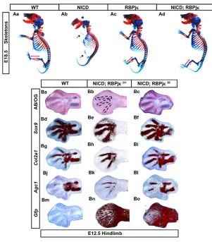 Fig. 6. Notch signaling suppresses MPCk