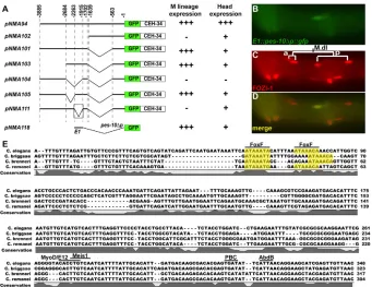 Fig. 1. CEH-34/Six2 regulates the specification of non-muscle coelomocyte fate in the mesoderm