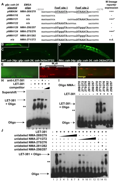 Fig. 3. LET-381/FoxF directly regulates ceh-34 by anti-FOZI-1. (G)gfp::ceh-34regulate CC fate specification.expression to (A)Plasmids and oligonucleotidesused for mutagenesis of the ceh-34 promoter