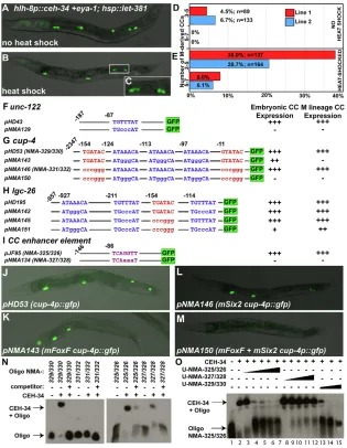 Fig. 6. LET-381 and CEH-34 might directly