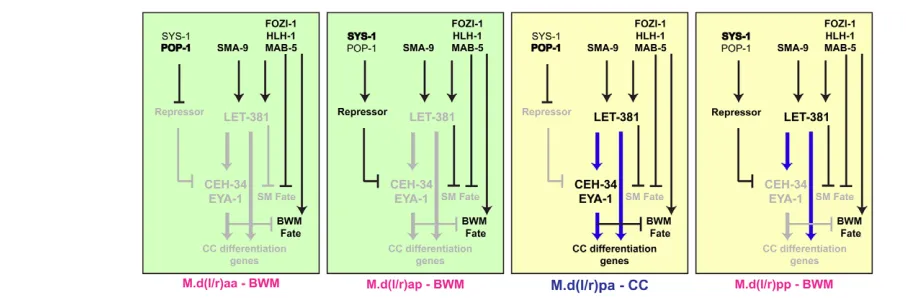Fig. 7. LET-381 and CEH-34 function in a feed-forward manner to regulate mesoderm fates