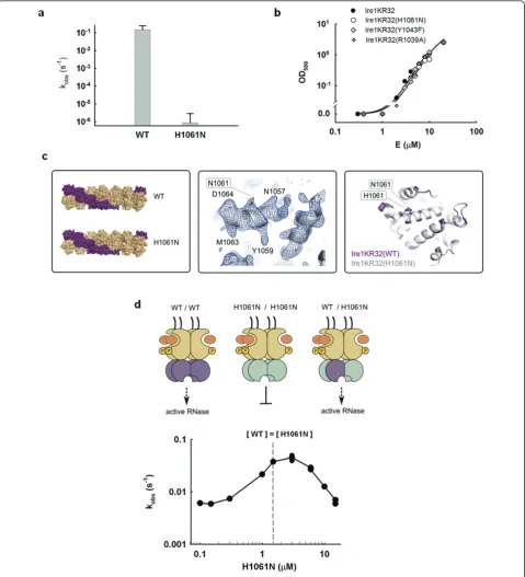 Figure 2 Probing the role of H1061 in catalysisbetween 0.1-15map for the H1061N RNase domain contoured at 1.3H1061N mutant (new 3.65Å crystal structure, also in space group P2map for H1061N calculated without non-crystallographic symmetry (NCS) is shown in