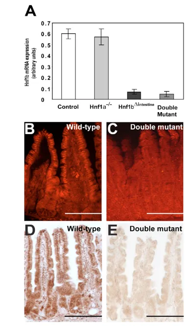 Fig. 1. Expression profile of Hnf1asame expression pattern all along the crypt-villus axis in wild type