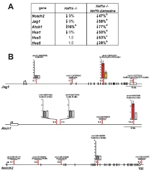 Fig. 5. Analysis of Notch pathway components inthe intestinal epithelium. Gallus gallusdomesticaanatinusHistograms depicted in red or yellow representsignificant binding for Hnf1histograms in grey represent nonsignificant enrichmentJag1experiments