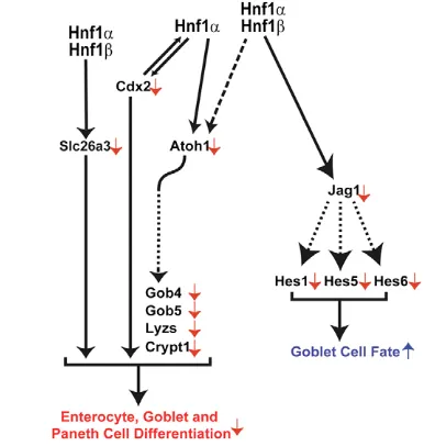 Fig. 7. The role played by Hnf1adifferentiation and cell fate commitment.Hnf1Jag1 and b in intestinal cell The concerted action ofa and b directly activates the expression of Slc26a3, Atoh1 and, which in turn act on both cell fate commitment anddifferentia