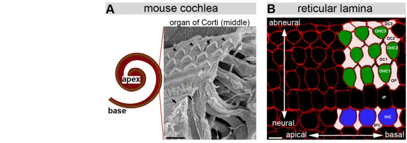 Fig. 1. The mouse auditory organ. ) Left panel: the cochlea, subdivided into three regions: base, middle and apex