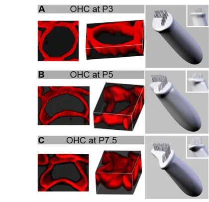 Fig. 3. Three-dimensional reconstructions of ZO1-labeled OHCsfrom confocal stacks acquired at the cochlear base at postnataldays 3, 5 and 7.5
