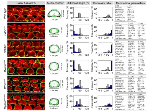 Fig. 5. Reshaping of the OHC apical circumference crucially depends on hair bundle integrity