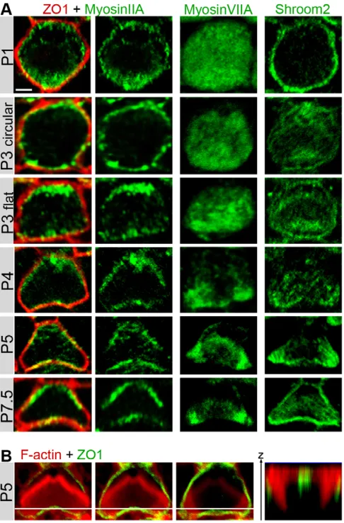 Fig. 6. Redistribution of cell-cortex proteins during OHC apicalbundle extend over the F-actin-filled lobes