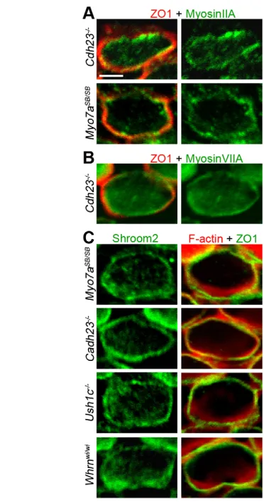 Fig. 7. Distribution of cell-cortex proteins in P5 mutant mice withhair-bundle defects