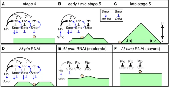 Fig. 9. A model to explain the relationship betweengerm disc pattern formation and CM cell migration.(A-C)Schematics illustrating the process by which Hh signaling