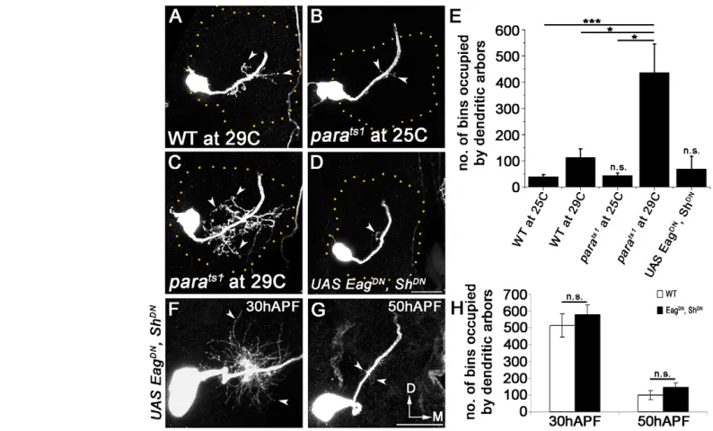 Fig. 2. pararefinement.increased branches in the CSDn of 2- to 4-day-old adults (reared at permissive temperature (25restrictive temperature (29quantitation of dendritic arbors for the different genotypes