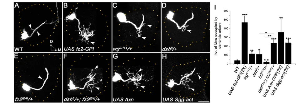 Fig. 4. Wnt signaling is necessary for dendritic refinement. (GPIunaffected (dendritic arbors as compared with the heterozygotes (animals have an enlarged dendritic field (enlarged dendritic field (antennal lobe