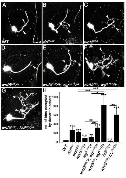 Fig. 5. Genetic interaction between Wg and Wnt5 in theregulation of dendritic form.Pcauses an enhanced phenotype (as indicated in A