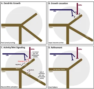 Fig. 7. Model summarizing the data on the