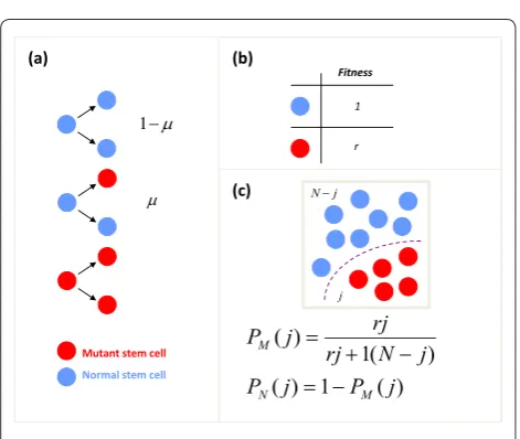 Figure 1. The basic principles of the Moran process. The Moran process assumes that, over short periods of time, the total population of cells is constant