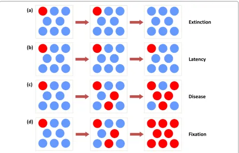 Figure 3. The outcomes of Moran dynamics. (a,d) Assuming that a mutant stem cell is present, stochastic dynamics will predict extinction of the mutant cell (a) or fixation (d)