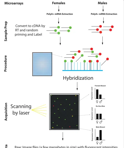 Figure 1. Data production workflow for microarrays. Microarrays require labeling of target material, hybridization to arrays, washing, and scanning to obtain measures of gene expression
