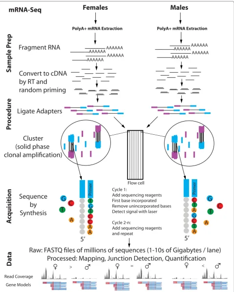 Figure 2. Data production workflow for RNA-Seq. RNA-Seq requires building libraries of fragmented RNA that are then converted to cDNA by reverse transcription, followed by adaptor ligation and size selection