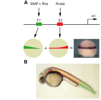 Fig. 8. A model of ntldifferent regulatory elements that activate  regulation. (A) The ntl promoter contains twontl expression in thedeveloping margin