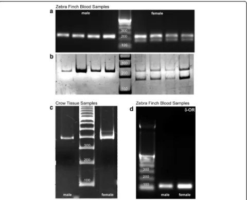 Fig. 1 Gel electrophoresis following PCR for zebra finch blood samples. Single bands were obtained for a male at 242 bp and double bands at242 and 179 bp for a female performed using (a) 2% agarose gel and (b) 8% polyacrylamide gel respectively; each lane 
