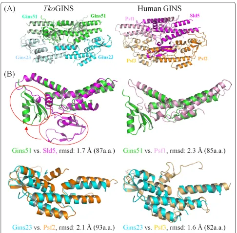 Figure 2 Comparison of the archaeal and human GINS complexeskodakaraensis. (A) Comparison of the tetrameric structures between the Thermococcus and human GINS complexes