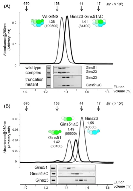 Figure 3 Gel filtration chromatography of TkoGINS complexes.(A) Elution profiles of the wild type (thin line) complex and atruncation mutant (thick line) complex lacking the Gins51 C-terminaldomain (Gins51ΔC: Met1-Arg130) (upper part)