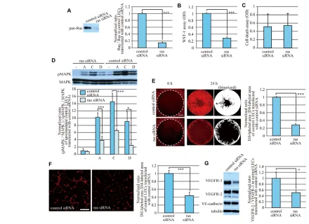 Fig. 4. Characterization of Ras knockdown LECs in vitro. (expression. Ras knockdown reduces VEGFR3 protein expression in LECs