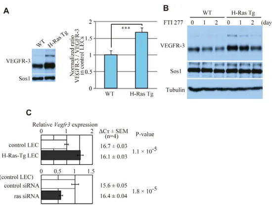 Fig. 5. VEGFR3 expression correlates with Rasexpression level and its activation. (A) VEGFR3 expression