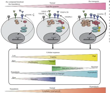 Fig. 7. The Ras genes modify VEGFR3-dependent lymphatic vessel growth in aof chylous ascites observed in newborns carryinga gene dose-dependent manner
