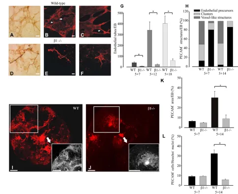 Fig. 1. Formation of vascular structures in bdevelopmental stages: day 7 (early stage), days 12 and 18 (late stage)
