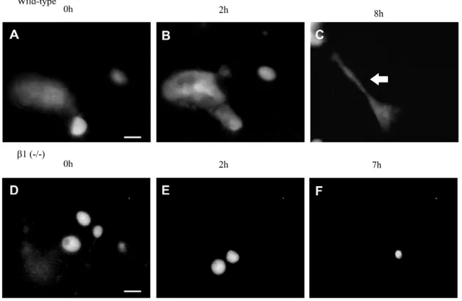 Fig. 2. Time-lapse microscopy of ES cell-
