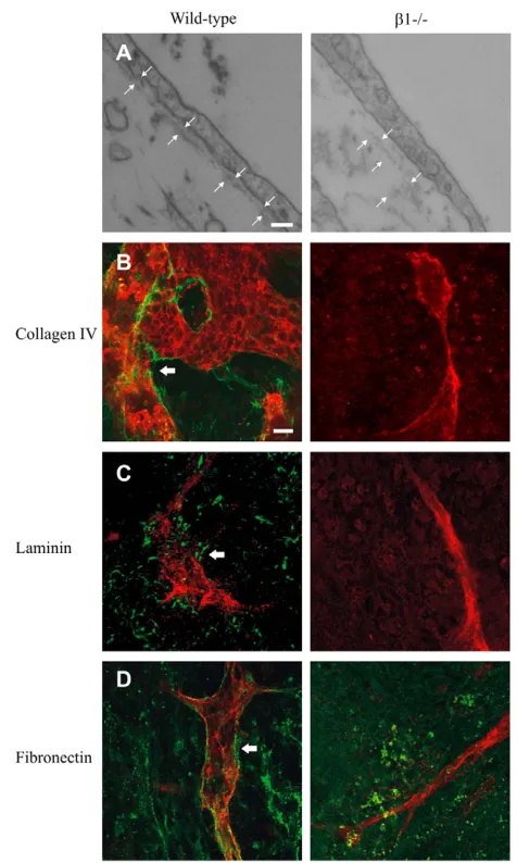 Fig. 3. Basal membrane deposition and ECM formation in bintegrin(around PECAM-positive (red) structures in wild-type EBs (left)