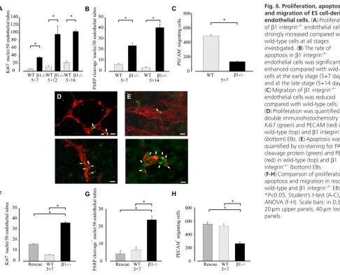 Fig. 6. Proliferation, apoptosis